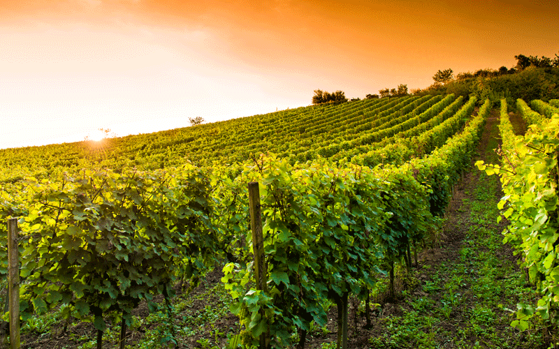 charming_experiences_winetours